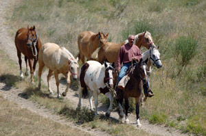 Western horse riding in Italy into the Abruzzi - Randocheval